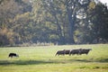 Cute sheeps and a dog on a meadow and hundred years old oak trees