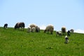 Cute sheeps are grazing