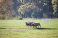 Cute sheeps on a meadow and hundred years old oak trees