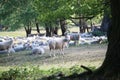 Cute sheeps on a meadow and hundred years old oak trees