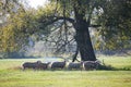 Cute sheeps and a dog on a meadow and hundred years old oak trees