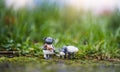 Cute sheeps toy standing in green grass after rain, Two Little  lamb toy with blurry bokeh natural green meadow Royalty Free Stock Photo
