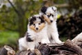 Cute Sheltie puppies sitting together at the logs