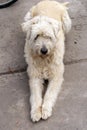 Cute shepard dog sitting on the ground Royalty Free Stock Photo