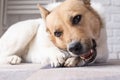 cute shepherd dog eating dry beef snack at rug at home