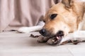 cute shepherd dog eating dry beef snack at rug at home