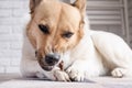 cute shepherd dog eating dry beef snack at rug at home