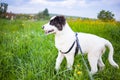 cute shepherd dog puppy on green meadow - happy pet outdoors Royalty Free Stock Photo