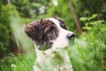 cute shepherd dog puppy on green meadow - happy pet outdoors Royalty Free Stock Photo