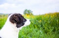 cute shepherd dog puppy on green meadow - happy pet outdoors
