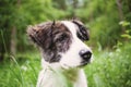 cute shepherd dog puppy on green meadow - happy pet outdoors