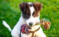 cute shepherd dog puppy on green meadow ready for a game of fetch - happy healthy pet Royalty Free Stock Photo