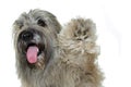 CUTE SHEPHERD DOG RAISE PAW ISOLATED ON WHITE BACKGROUND