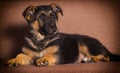 cute shepherd puppy lies Royalty Free Stock Photo