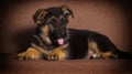 cute shepherd puppy lies Royalty Free Stock Photo