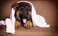 cute shepherd puppy lies Royalty Free Stock Photo