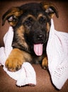 cute shepherd puppy lies Royalty Free Stock Photo