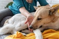 Cute shepherd on the sofa at home Royalty Free Stock Photo