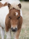 Cute Shetland Pony Foal Royalty Free Stock Photo