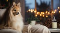 Cute Shetland Sheepdog on sofa in room with Christmas decorations