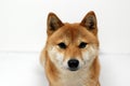 Shiba Inu Face close look