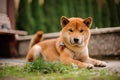 Cute Shiba Inu in the blue butterfly on the leash looking into the camera