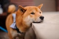 Cute Shiba Inu in the blue butterfly on the leash standing putting chin on stone