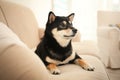 Cute Shiba inu dog on sofa