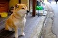 Cute Shiba inu Japanese smart dog take a sit with chain in front house next to sidewalk in town or city in Japan.