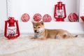 Cute shiba inu puppy is lying on the floor with red lamp on white background