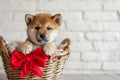 Cute Shiba Inu puppy with red bow in basket, rustic brick wall on background