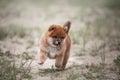 Cute Shiba inu puppy running in the yard in summer. Beautiful Red japanese shiba inu dog