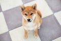 Cute shiba inu puppy sitting on the pavement and waiting for its owner. Funny japanese shiba inu dog lying on the street Royalty Free Stock Photo
