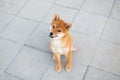 Cute shiba inu puppy sitting on the pavement and waiting for its owner. Funny japanese shiba inu dog lying on the street Royalty Free Stock Photo