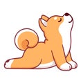 Cute Shiba Inu Upward Facing Dog yoga