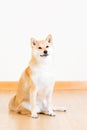 Cute shiba