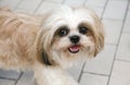 Cute Shih-tzu Royalty Free Stock Photo