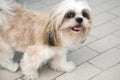 Cute Shih-tzu Royalty Free Stock Photo