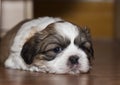 Cute shih tzu dog Royalty Free Stock Photo