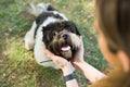 Cute shih tzu dog feeling happy and playing in the park Royalty Free Stock Photo