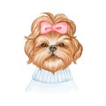 Cute shih tzu dog with ribbon watercolor illustration Royalty Free Stock Photo
