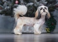 A cute shih Tzu dog stands in front of a Christmas tree. Happy New Year, holiday, party and holiday concept.
