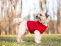 A cute Shih Tzu dog wearing a red sweater Royalty Free Stock Photo