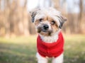 A cute Shih Tzu dog wearing a red sweater Royalty Free Stock Photo