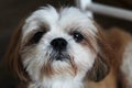 Cute Shih-tzu dog looking at the viewer Royalty Free Stock Photo