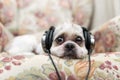 Cute Shih Tzu lying on the shabby chic chair