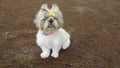 Cute shih-tzu puppy with a bow