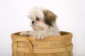 Cute Shih Tzu puppy dog Royalty Free Stock Photo