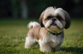 cute shih tzu puppy dog playing on green grass