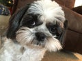 Cute Shih Tzu puppy looks at camera Royalty Free Stock Photo